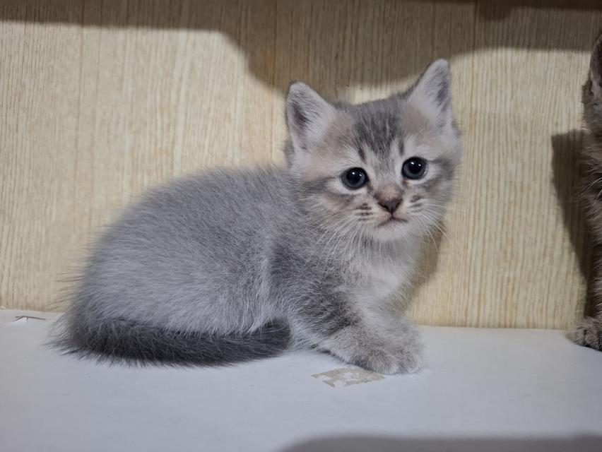 ลูกแมวเปอร์เซีย+ลูกครึ่งเปอร์เซีย รูปที่ 7