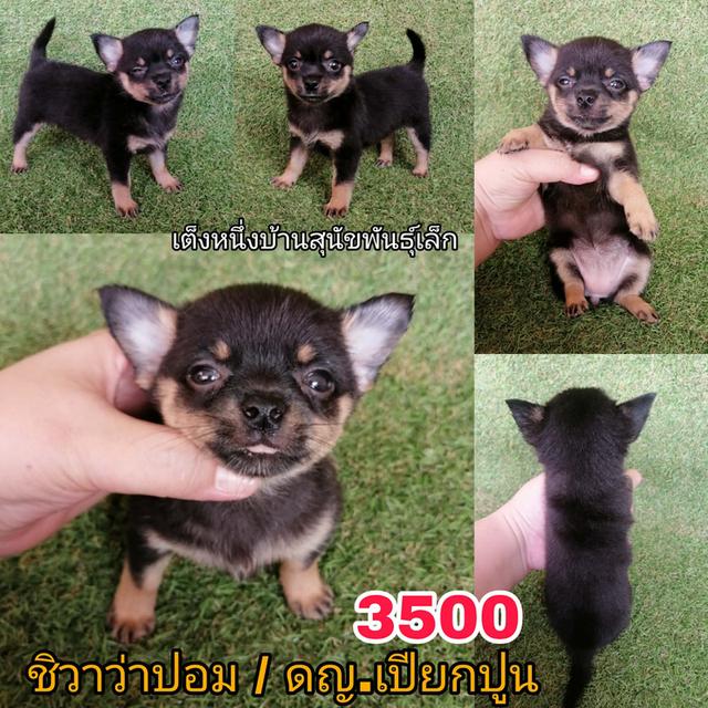 ชิวาว่าผสมปอม ขนสั้น เพศเมีย พร้อมย้าย รูปที่ 12