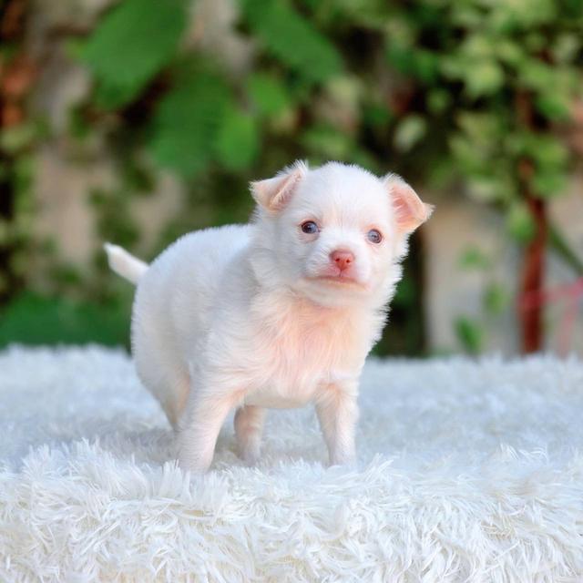 ชิวาวาแท้ขนยาวสีขาวครีมเพศผู้ รูปที่ 3