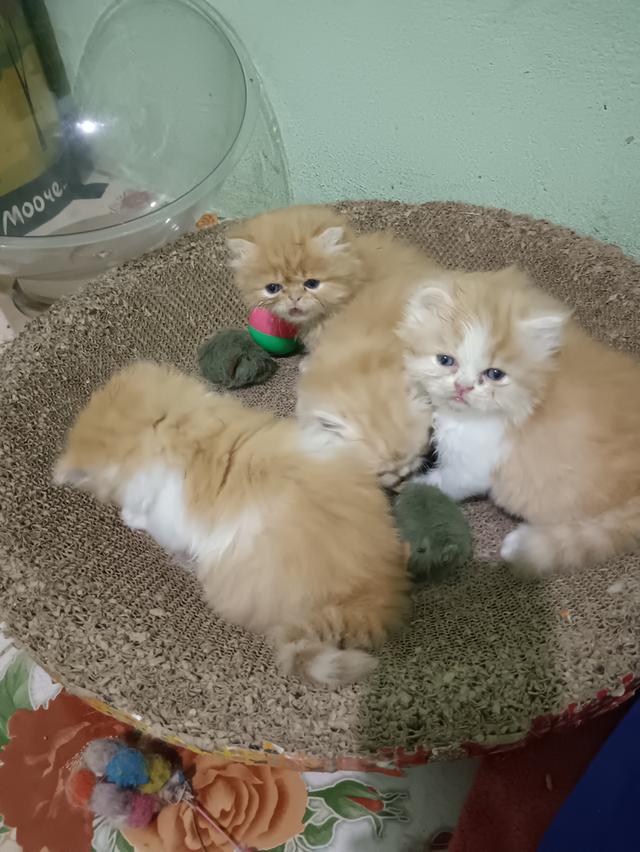 น้องแมวเปอร์เซียอายุ2เดือน