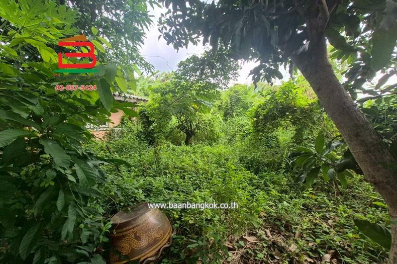 ที่ดินพร้อมสิ่งปลูกสร้าง ชุมชนบึงเตย ซอยประชาสำราญ 3 เนื้อที่ 200 ตรว. หนองจอก กรุงเทพมหานคร 11