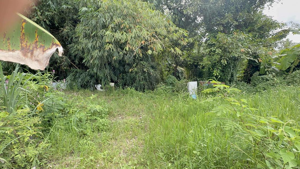 ทีดินเปล่า ติดธรรมชาติ