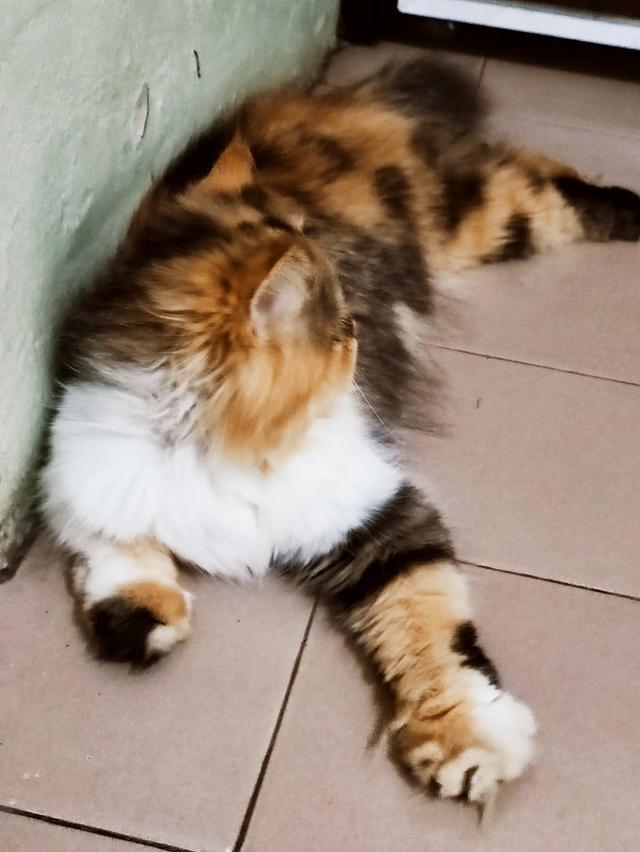 Persian big femail cats รูปที่ 3