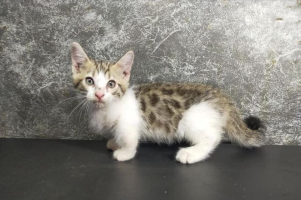 Munchkin Bengal 2