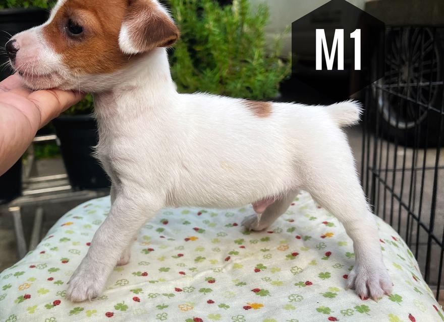 ลูกสุนัข Jackrussell