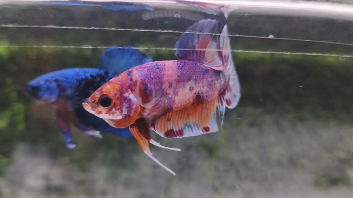 ปลากัดนีโม่โค่ย (Koi Betta) สีหลุมติดลายไฟ
