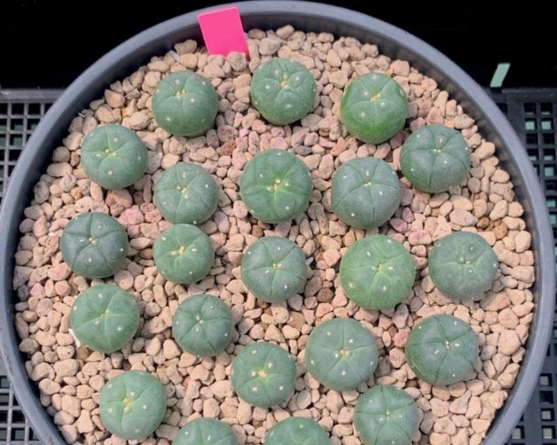 Lophophora Hybrid 2