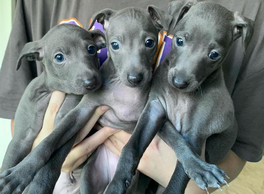 Italian Greyhound puppies  WhatsApp me : +66 63 826 3042 รูปที่ 2