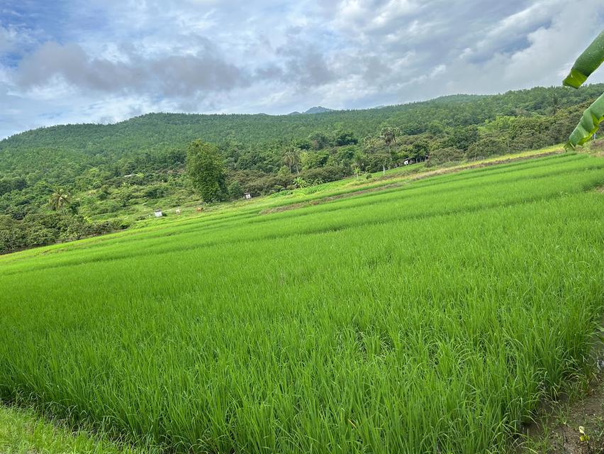 ที่นาวิวสวยไปแถวจอมทอง ติดถนน 2 ด้าน ขายเพียงไร่ละ 350,000 บาท ตารางวาละ 875 บาท 16