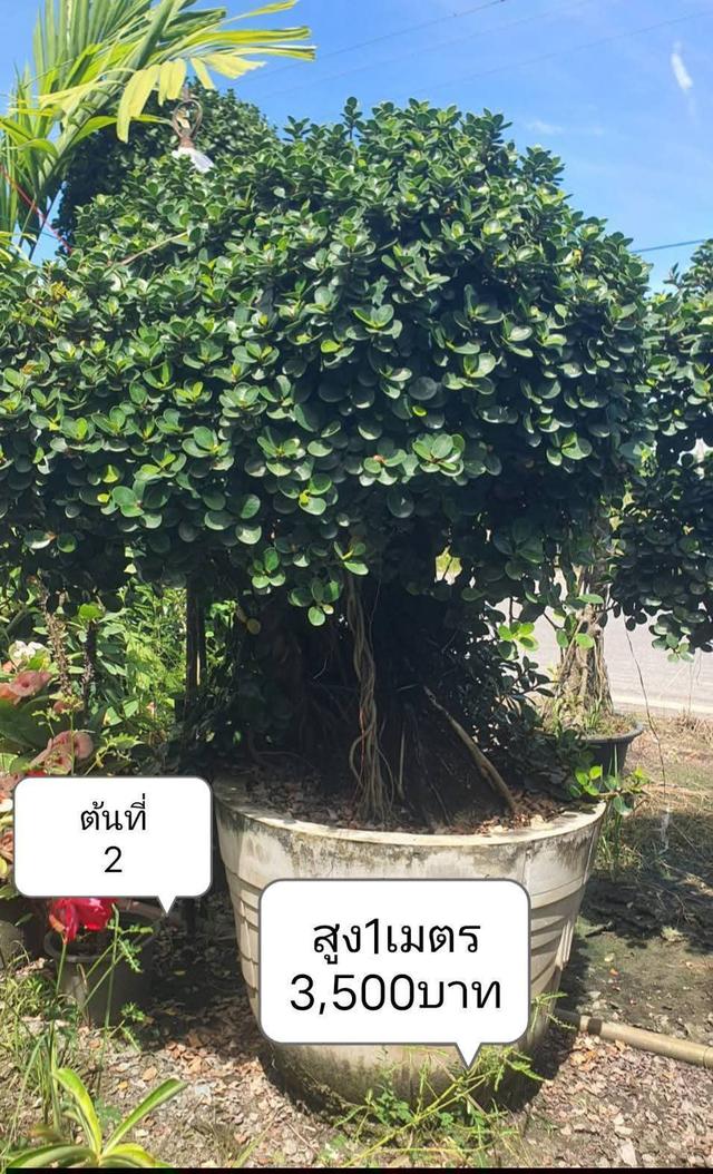 ไทรต่อยอดช้อนเงินช้อนทอง รูปที่ 6