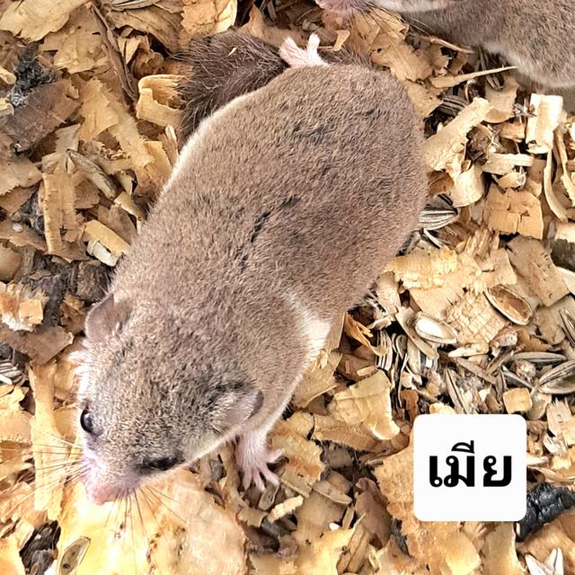 ดอร์เมาส์ กระรอกจิ๋ว