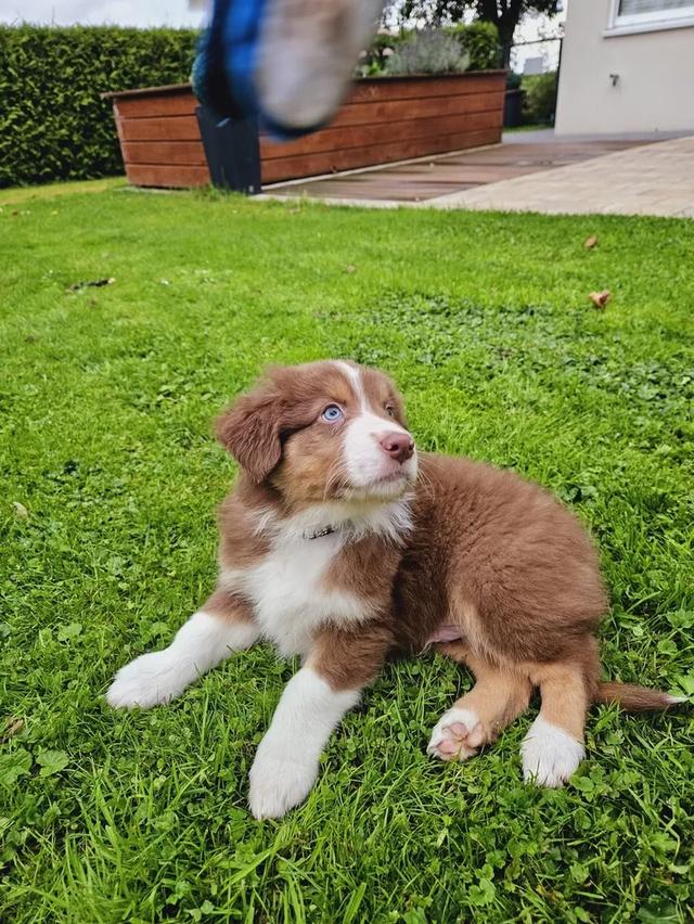 Australian shepherd puppies  WhatsApp me : +66 63 826 3042 รูปที่ 3