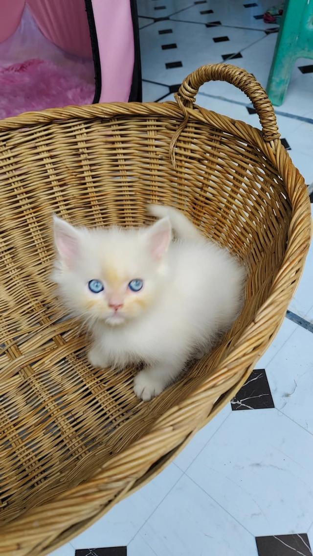 แมวเปอร์เซียแท้ตาฟ้าเพศชาย 2