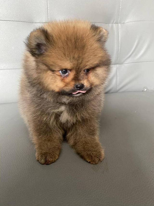 ขายน้องปอมเพศเมีย ราคา รัฐบาลครับ