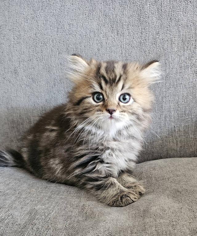 สก็อตติชโฟลด์ นกฮูกน้อย 10