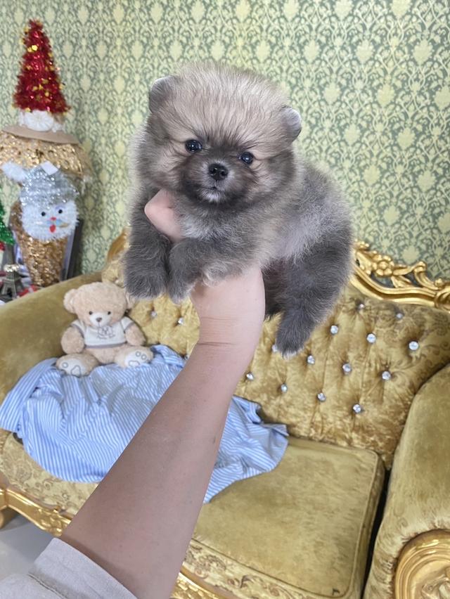 ลูกปอมแท้ อายุ2เดือน มีบริการจัดส่งถึงบ้าน
