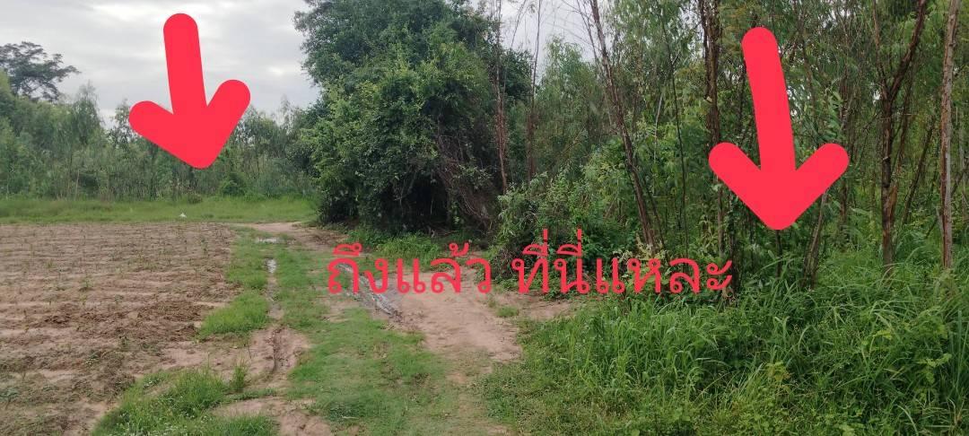 ที่ดินเปล่า (ปลูกต้นยูคาลิปตัส) 60 ไร่ 2 งาน 301 ตร.วา 9