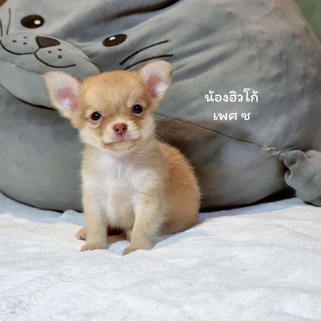 Chihuahuaหนุ่มหล่อไซส์จิ๋วน้องฮิวโก้สุดหล่อ