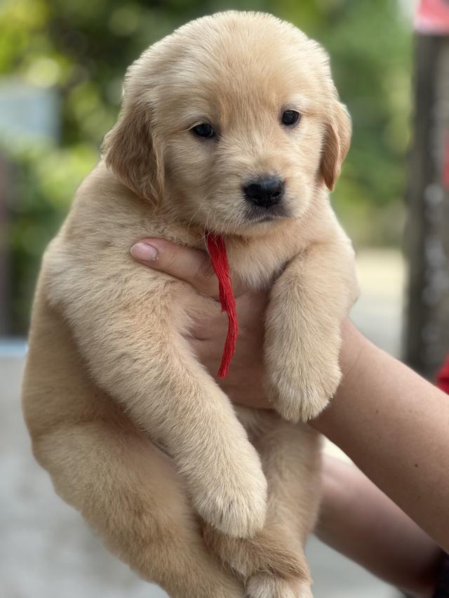 โกลเด้นรีทีฟเวอร์แท้ รูปที่ 2