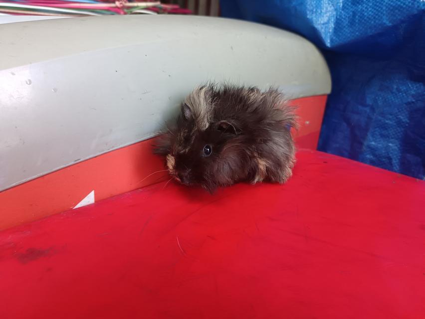 แกส​บี้​สายพันธุ์​ขวัญ​ 2