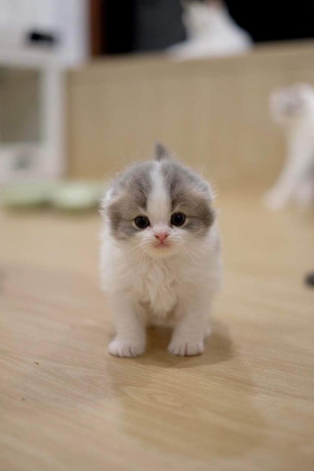 Scottish fold เบบี๋ 2