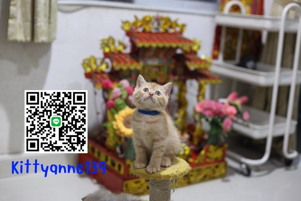 ลูกแมวบริติชช็อตแฮร์ผสมสก็อตติชช็อตแฮร์ 20