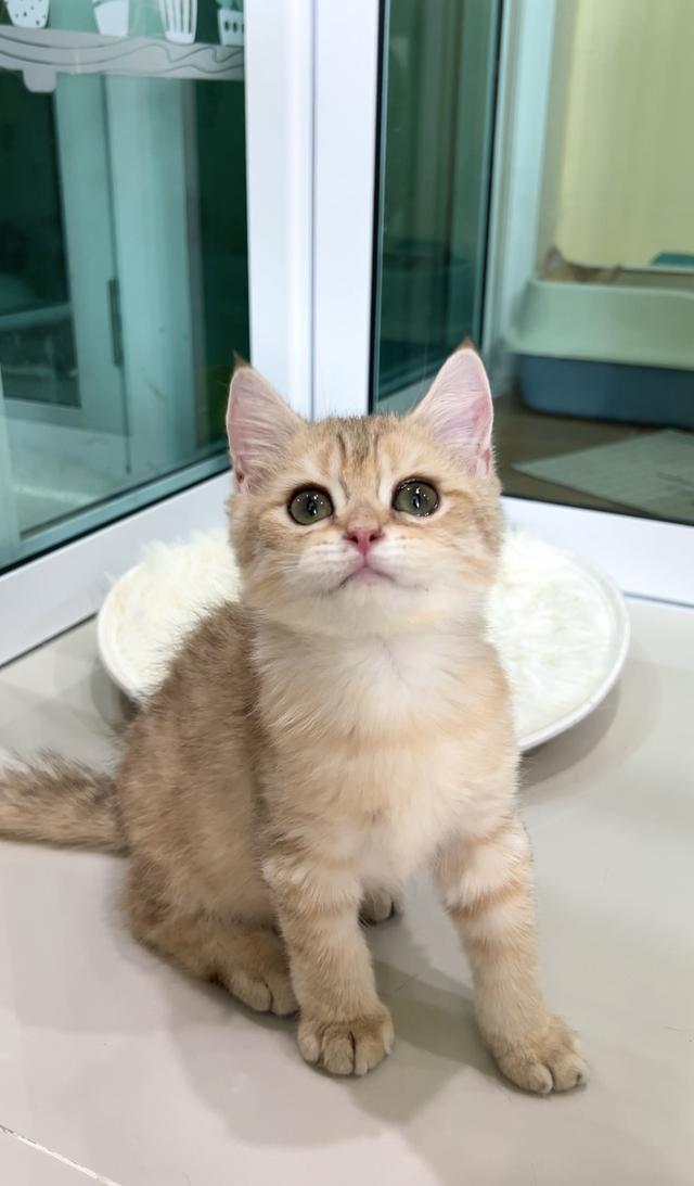 ดช.บริติช ช็อตแฮร์ (ny)