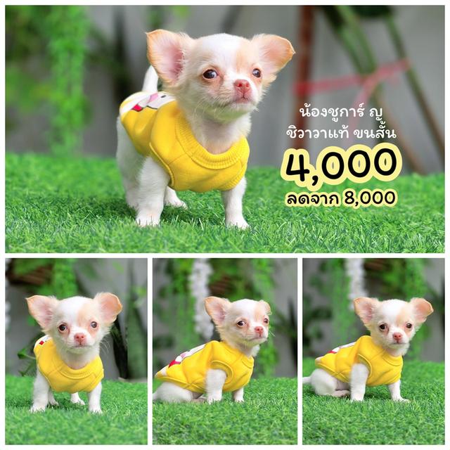 Chihuahuaชิวาวาพันธุ์แท้