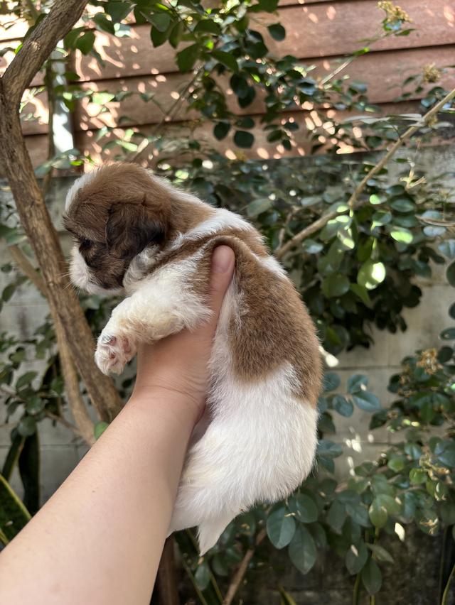 น้องชิสุ เด็กชาย น่ารัก รูปที่ 3