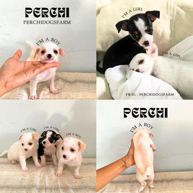 ชิวาวา ชาย1 หญิง2 น่ารักมาก 2