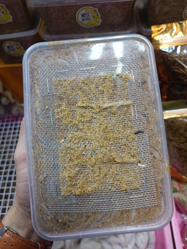 หนอนแว็กซ์ อาหารสัตว์เลี้ยง อาหารชูการ์ไกรเดอร์