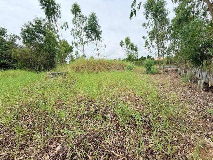 Vายที่ดินใกล้เวิร์คพอยท์ 218 ตารางวา ถมสูงทั้งแปลง ถนนเลียบคลองเปรม  อ.เมืองปทุมธานี จ.ปทุมธานี 5