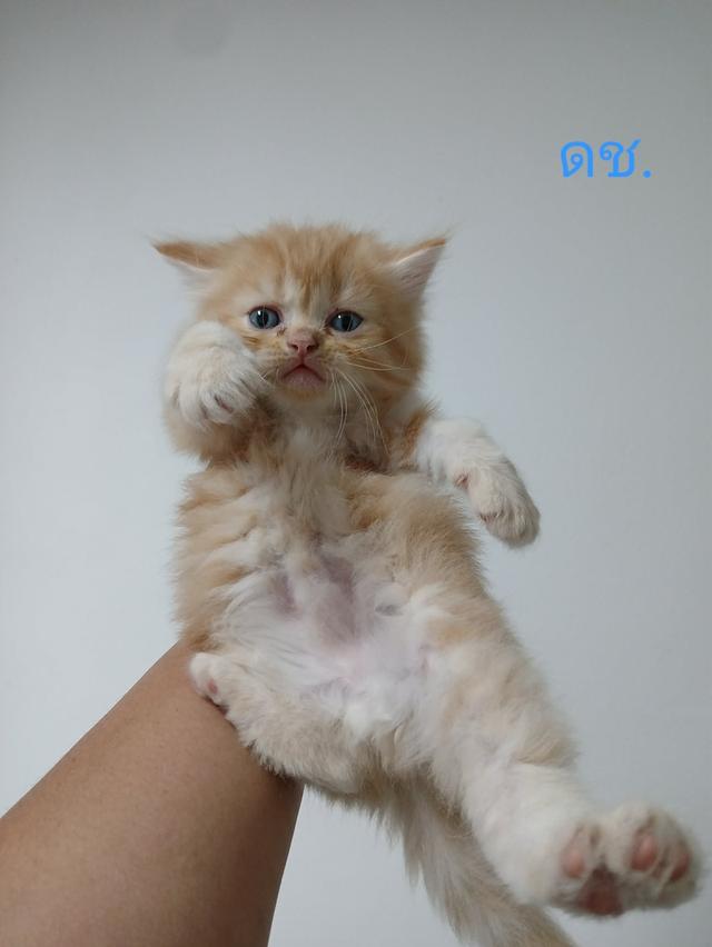 น้องเปอร์เซีย สีส้ม ครีม เสือ รูปที่ 13