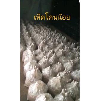 ก้อนเชื้อเห็ดโคนน้อย พร้อมคู่มือการเปิดดอก