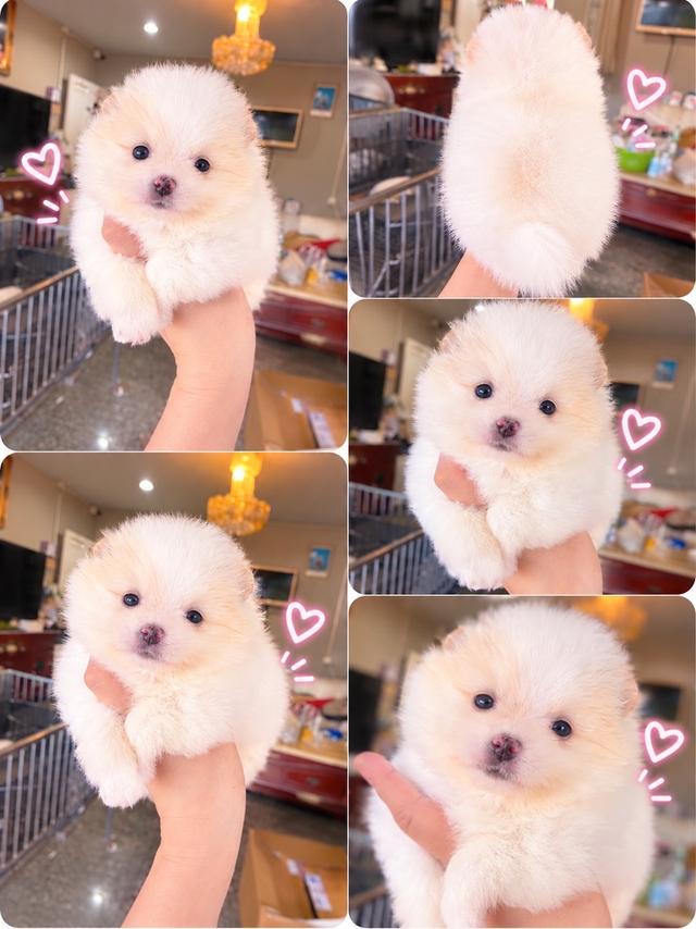ลูกปอมแท้ พร้อมย้ายบ้านค้าบบ