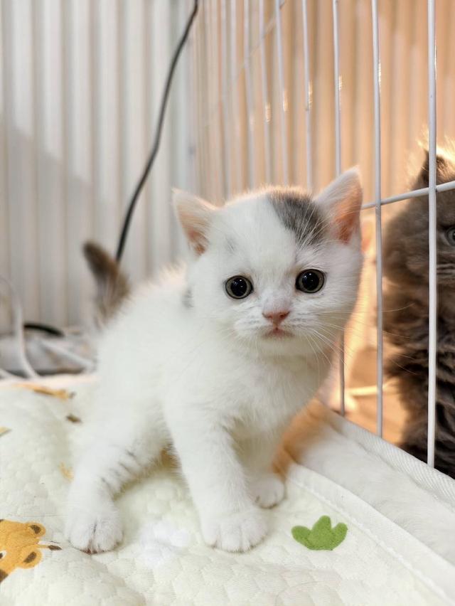 🐻 [เปิดจอง/หาบ้าน] British Shorthair คุณภาพสายเลือดดี หน้าหมี โครงสร้างตัน 🐻 รูปที่ 7
