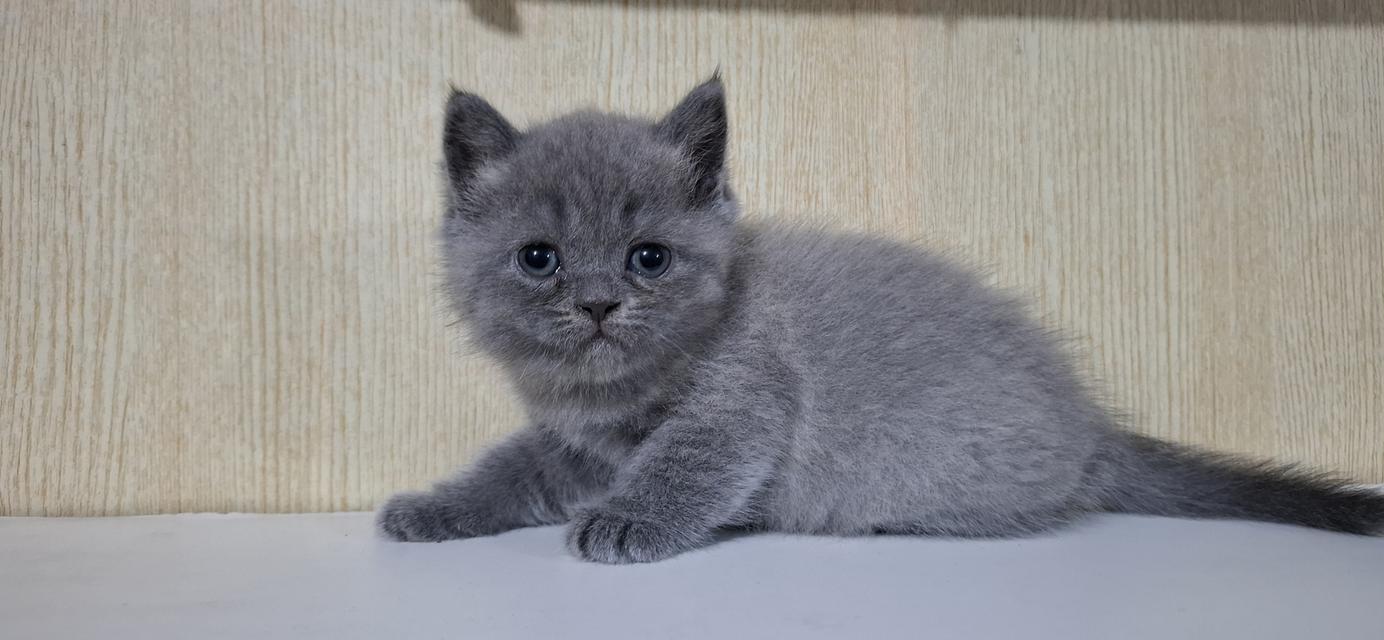 ลูกแมวบริติช. สีบลู. 2