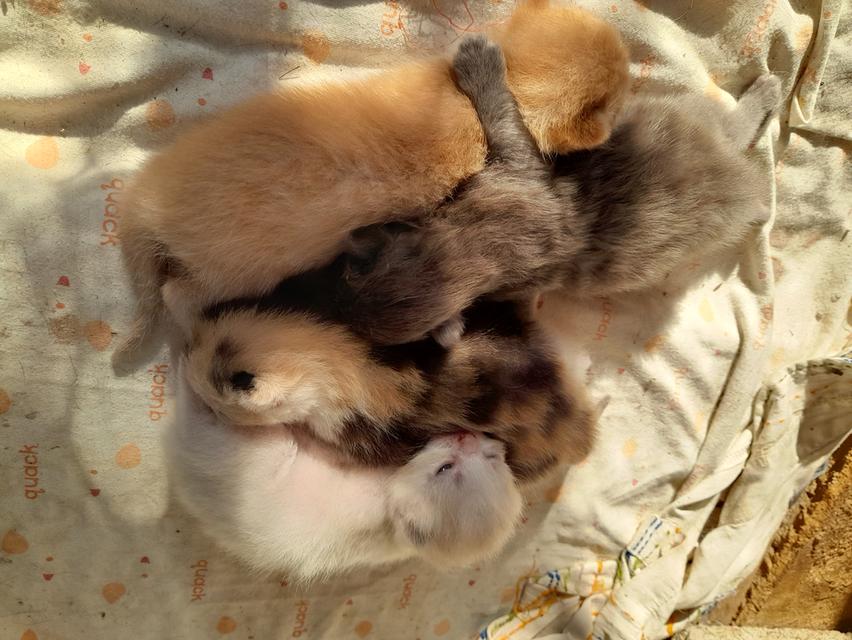 ลูกแมวเปอร์เซีย น่ารักแข็งแรง