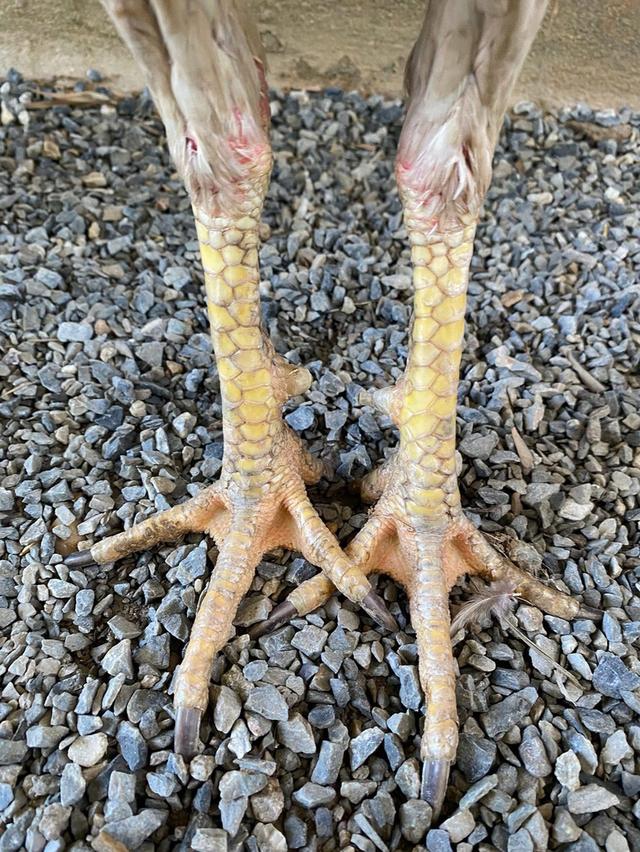 ไก่พม่า 3