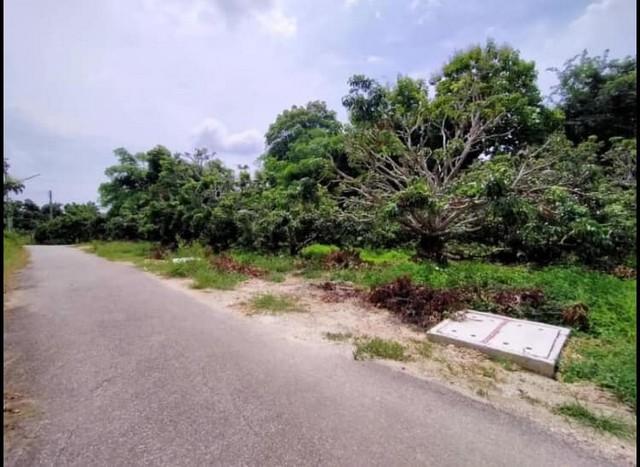 ขายที่ดิน3งาน ลดเหลือ 1.65ล้านบาท สวนลำไย ถนน ไฟฟ้า ประปา เขตติดต่อ สารภี แดนเมือง ต.อุโมงค์ เมืองลำพูน 1