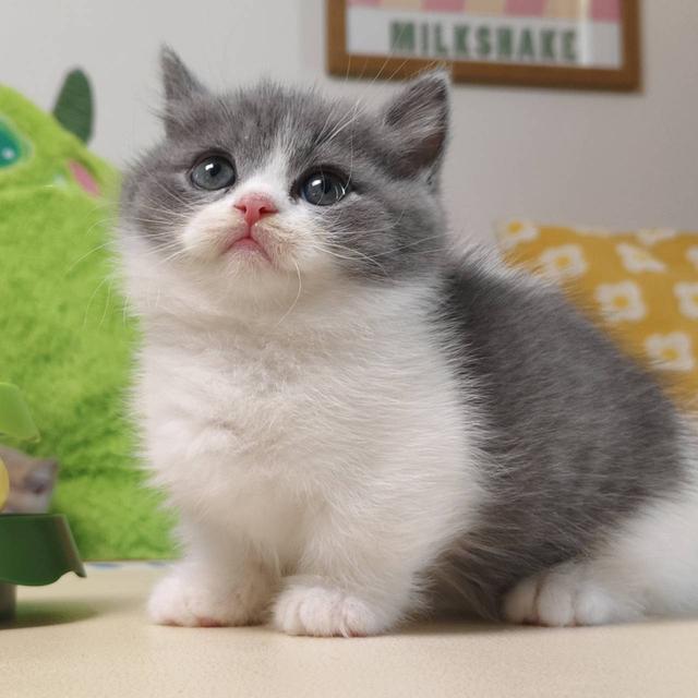 แมวมันช์กิ้น Munchkin short leg Oscat cattery chiangmai รูปที่ 10