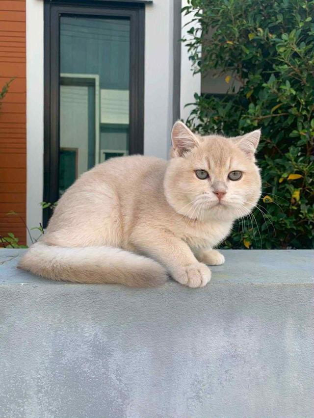 แมว บริติชช็อคแฮร์เด็กผู้ชาย 5เดือน 4