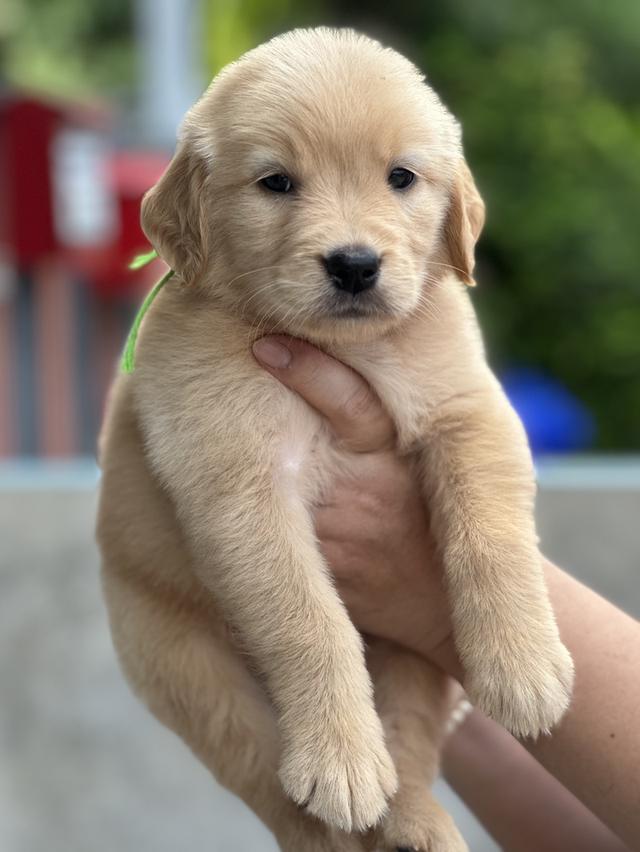 โกลเด้นรีทีฟเวอร์แท้ รูปที่ 7