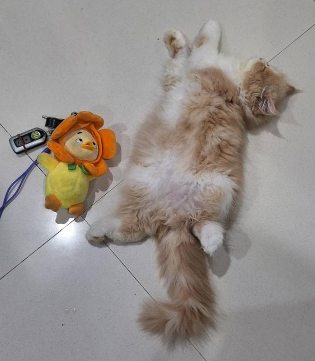 ลูกแมวแอคโซติก 2