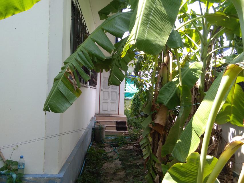 รูป บ้านพร้อมที่ดิน 4