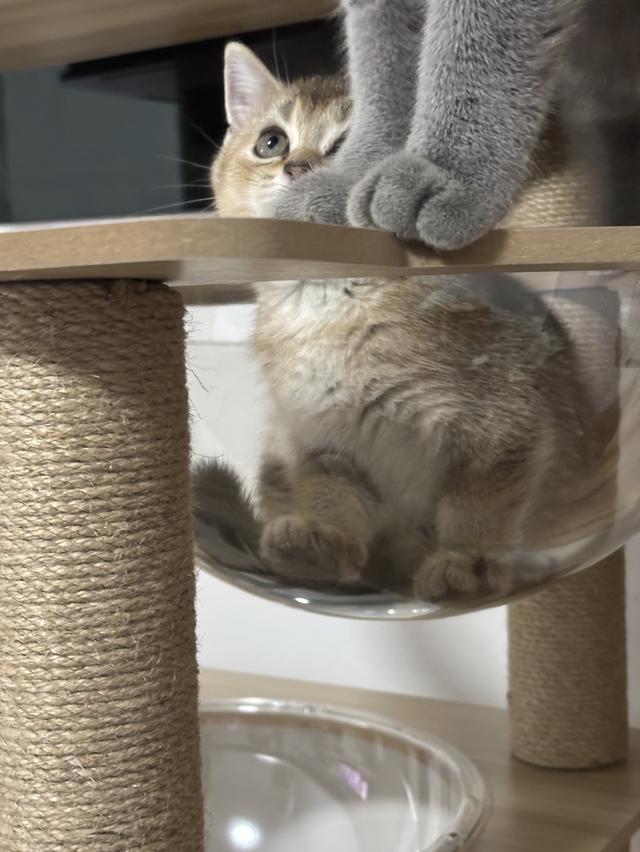 แมว British shorthair ชาย รูปที่ 3