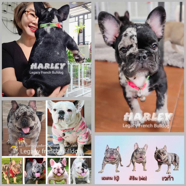 Harley, Exotic French Bulldog, black merle, rare color