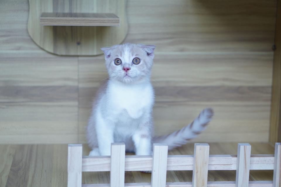 สก็อตทิช เพศผู้  หูพับ รูปที่ 16