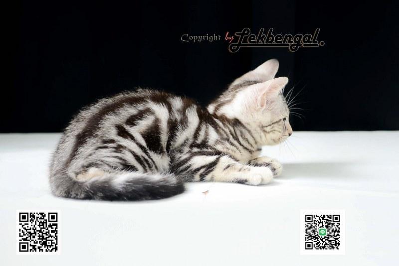 ขายลูกแมว อเมริกันชอตแฮร์ American Shorthair  4