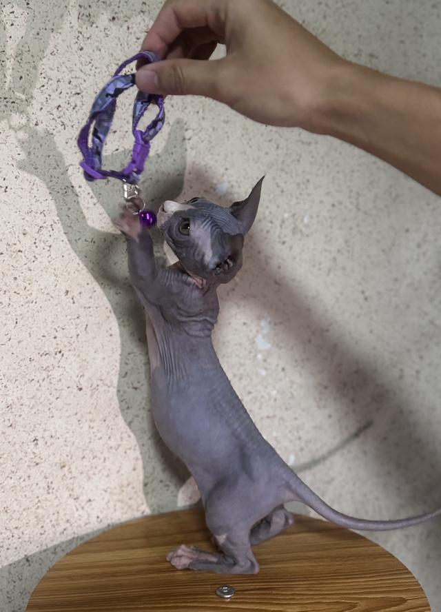 ลูกแมวสฟิงซ์ (Bambino) ขาสั้น สีบลู รูปที่ 3